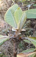 Brachyglottis hectorii