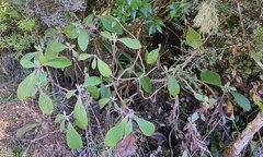 Brachyglottis hectorii