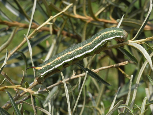 Seathorn Hawk-moth