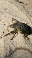 Psapharus ruficornis