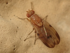 Minettia inusta
