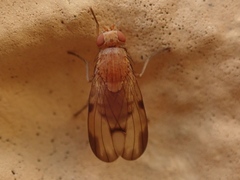 Minettia inusta