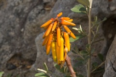 Aloiampelos commixta