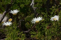 Arctotis aspera aspera