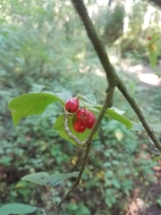 Cotoneaster rehderi