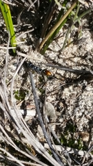 Myrmecia mandibularis