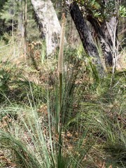 Xanthorrhoea concava