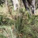 Xanthorrhoea concava - Photo (c) Paul Whitington, some rights reserved (CC BY-NC-ND), uploaded by Paul Whitington