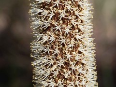 Xanthorrhoea concava