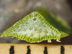 Xanthorrhoea concava