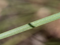 Xanthorrhoea concava