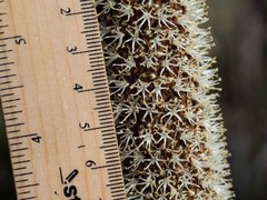 Xanthorrhoea concava