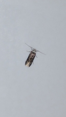 Endrosis sarcitrella