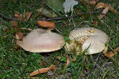 Rubroboletus legaliae