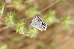 Polyommatus escheri