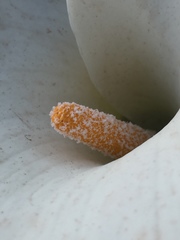 Zantedeschia aethiopica