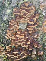 Fuscoporia ferrea