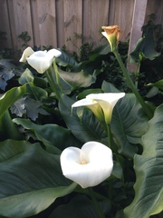 Zantedeschia aethiopica