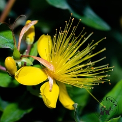 Hypericum hircinum