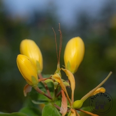 Hypericum hircinum