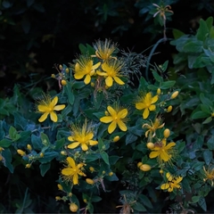 Hypericum hircinum