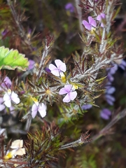 Muraltia muirii