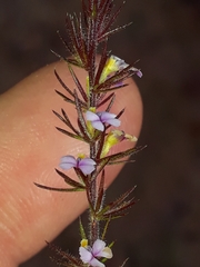 Muraltia muirii