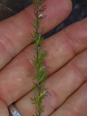 Muraltia muirii