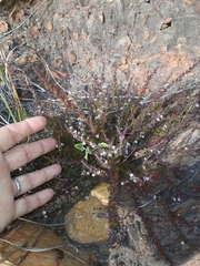 Muraltia muirii