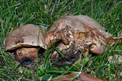 Rubroboletus legaliae