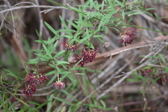 Grevillea diffusa