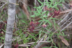 Grevillea diffusa