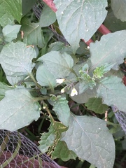 Solanum nigrum