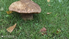 Boletaceae