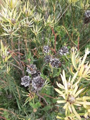 Leucadendron