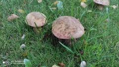 Boletaceae