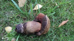 Boletaceae