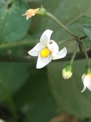 Solanum nigrum