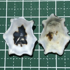 Patelloida saccharina