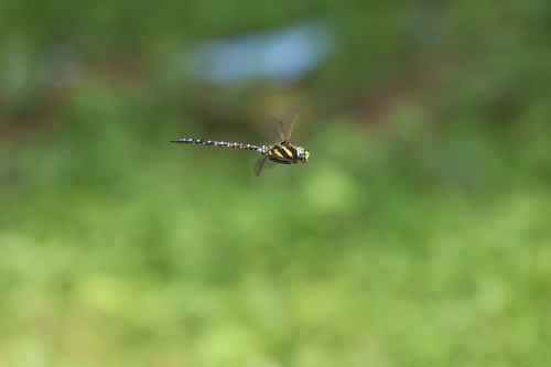 Sedge Darner, 中国陕西省宝鸡市凤县, photo 10 of 10