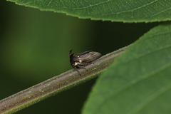 Butragulus flavipes
