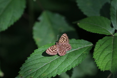 Takashia nana