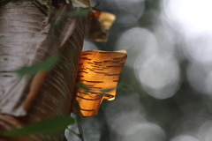 Betula utilis albosinensis