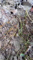 Pilularia globulifera