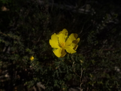 Hibbertia crinita