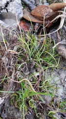 Pilularia globulifera