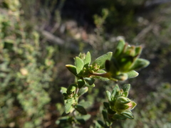 Hibbertia crinita
