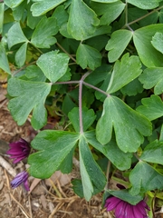 Aquilegia atrata