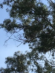 Anthochaera chrysoptera