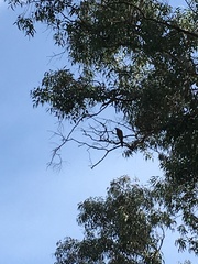 Anthochaera chrysoptera